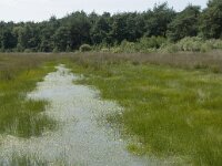 NL, Drenthe, De Wolden, Dwingelderveld 4, Saxifraga-Willem van Kruijsbergen