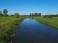 NL, Drenthe, De Wolden, Oldenhave 2, Saxifraga-Hans Dekker