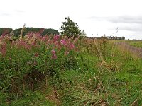 NL, Drenthe, Noordenveld, Langeloo 1, Saxifraga-Hans Dekker