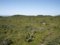 N, Nordland, Andoy, Bleikmorenen 6, Saxifraga-Willem van Kruijsbergen