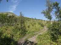 N, Nordland, Andoy, Nonstinden 1, Saxifraga-Willem van Kruijsbergen