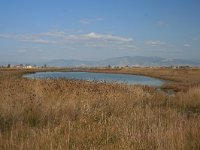 GR, Anatoliki Makedonia kai Thraki,Lasmos, Nestos Delta 12, Saxifraga-Dirk Hilbers