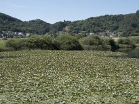 D, Rheinland-Pfalz, Meerfelder Maar 1, Saxifraga-Willem van Kruijsbergen