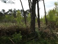 172-359, Z,   2013-04-27, NL-J.Hendriks,  51.222745 NB-5.637804 OL, Weert