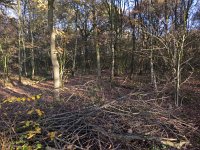 181-359, O, 2018-11-16, NL-Peter Vlamings, 181401-359508, Weert