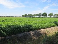 181-370, W, 2017-7-18, NL-Peter Vlamings, 181537-370526, Nederweert