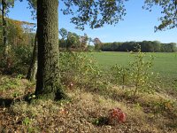 187-363, O, 2018-10-13, NL-Peter Vlamings, 187512-363473, Leudal