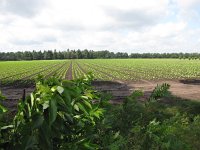 187-390, W, 2014-8-9, NL-Peter Vlamings, 187717-390737, Venray