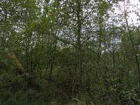 189-369, Z, 2017-9-5, NL-Peter Vlamings, 189442-369445, Leudal