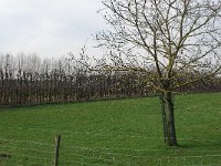 196-362, W, 20-03-2011, NL-Joost van Ingen, 51.250797 NB-5.979194 OL, Leudal