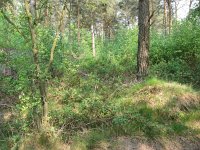 196-377, O, 2011-04-29, NL-Hans Kuijpers, 196503-377503, Horst aan de Maas