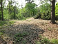 196-377, W, 2011-04-29, NL-Hans Kuijpers, 196503-377503, Horst aan de Maas