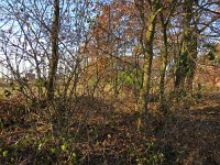 196-407, W, 2016-11-28, NL-Peter Vlamings, 196568-407550, Gennep