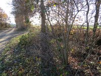 196-407, Z, 2016-11-28, NL-Peter Vlamings, 196568-407550, Gennep