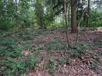 196-410, Z, 2016-6-10, NL-Peter Vlamings, 196509-410486, Gennep