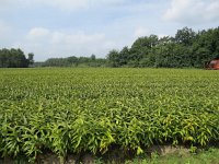 203-377, W, 2015-8-11, NL-Peter Vlamings, 203570-377495, Maasbree