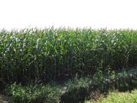 204-386, Z, 2014-9-12, NL-Peter Vlamings, 204498-386504, Horst aan de Maas