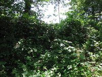 204-392, Z, 2014-7-23,  NL-Peter Vlamings, 204536-392537, Meerlo-Wanssum