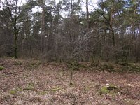 206-395, W, 2017-3-10, NL-Peter Vlamings, 206609-395406, Bergen