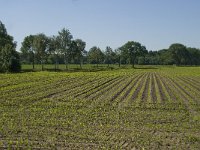 122-389 Z, 30-05-2011, NL-Willem van Kruijsbergen, 51.491897 NB-4.919401 OL, Alphen-Chaam