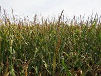 141-378, O, 2015-10-12, NL-Peter Vlamings, 141456-378506, Reusel-De Mierden