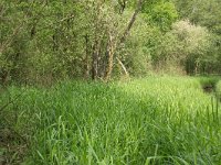 144-398,W, 08-05-2011, NL-Aad van Gelswijk, 51.575224 NB-5.234547 OL, Oisterwijk : 144-398, 2011, NL in beeld, Oisterwijk, Rozep, West