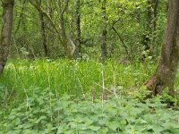 144-398,Z, 08-05-2011, NL-Aad van Gelswijk, 51.575224 NB-5.234547 OL, Oisterwijk : 144-398, 2011, NL in beeld, Oisterwijk, Rozep, zuid