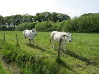 144-400, W, 2015-5-10, NL-Peter Vlamings, 144523-400490, Haaren