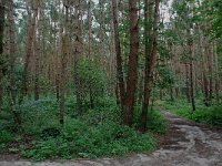 153-380, O, 2011-08-24, NL-D.Verhagen, 51.41354 NB-5.36636 OL, VELDHOVEN