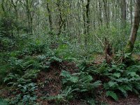 153-380, W, 2011-08-24, NL-D.Verhagen, 51.41354 NB-5.36636 OL, VELDHOVEN