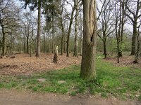 169-367, O, 2018-4-14, NL-Peter Vlamings, 169477-367516, Cranendonck