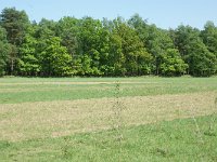 169-377, O, 2011-05-01, NL-Leo Schutter, 51.386037 NB-5.596745 OL, Heeze-Leende