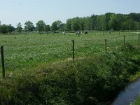 169-377, W, 2011-05-01, NL-Leo Schutter, 51.386037 NB-5.596745 OL, Heeze-Leende