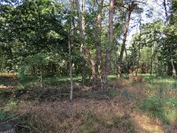 169-377, W, 2015-7-26, NL-Peter Vlamings, 169738-377636, Heeze-Leende