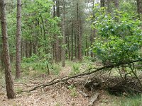 169-382, O, 2011-05-29, NL-Leo Schutter,  51.431506 NB-5.595373 OL, Geldrop-Mierlo