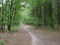 169-382, Z, 2011-05-29, NL-Leo Schutter,  51.431506 NB-5.595373 OL, Geldrop-Mierlo