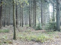 169-388, O, 2011-10-30, NL-Leo Schutter, 51.485338 NB-5.595943 OL, Helmond