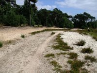 181-392, O, 2013-07-11, Sovon-J.J.F.M. van de Leur, 181519-392750, Gemert-Bakel