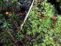 Bartramia pormiformis
