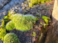 Grimmia pulvinata 4, Gewoon muisjesmos, Saxifraga-Ben Delbaere