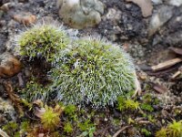 Grimmia pulvinata 5, Gewoon muisjesmos, Saxifraga-jelle van Dijk
