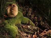 Leucobryum glaucum 3, Gewoon kussentjesmos, Saxifraga-Hans Boll
