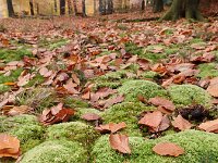 Leucobryum glaucum 6, Gewoon kussentjesmos, Saxifraga-Jelle van Dijk