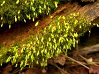 Orthodontium lineare 2, Geelsteeltje Saxifraga-Jelle van Dijk