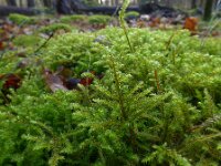 Rhitidiadelphus loreus 2, Riempjesmos, Saxifraga-Jelle van Dijk