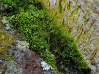 Tortula muralis 24, Gewoon muursterretje, Saxifraga-Jelle van Dijk