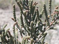 Arthrocnemum macrostachyum