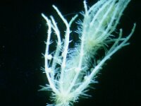 Chara aspera var curta 3, Saxifraga-Santos Cirujano Bracamonte