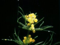 Nitella flexilis 2, male, Buigzaam glanswier, Saxifraga-Santos Cirujano Bracamonte