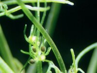 Tolypella hispanica